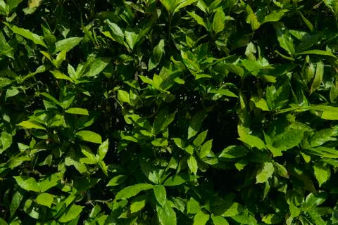 Texture of green plants Stock Photos