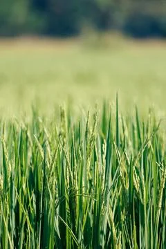 Texture of green rice field, paddy rice field for background Stock Photos