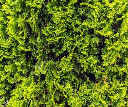 Texture green thuja. Stock Photos