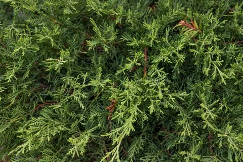 Texture Green Thuja Tree Branches And Leaves As Natural Background Stock Photos