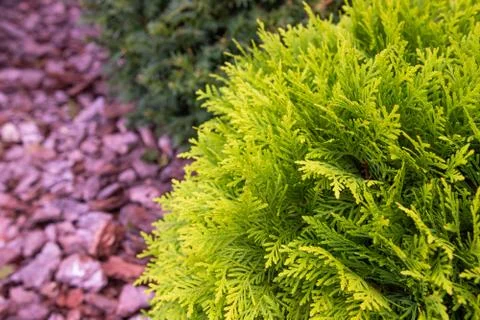 Texture Green Thuja Tree Branches And Leaves As Natural Background Stock Photos