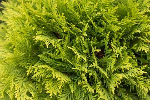 Texture Green Thuja Tree Branches And Leaves As Natural Background Foto stock