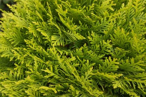 Texture Green Thuja Tree Branches And Leaves As Natural Background Stock Photos