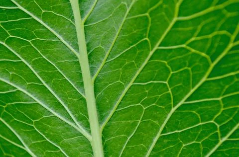 Texture of a green tree leaf close-up Stock Photos