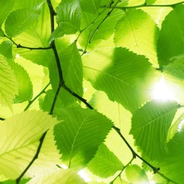 Texture of green tree leaves. Stock Photos