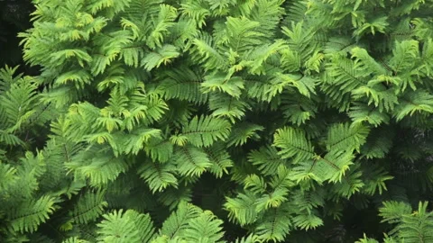 Texture of green tupid leaves on a tree, wind blowing in Buenos Aires, Argentina Stock Footage 267620443