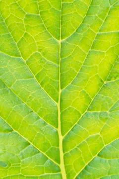 Texture of green vegetable leaf close-up Stock Photos