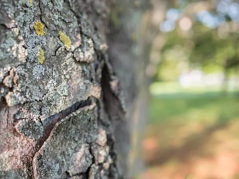 Texture of grey bark tree on the back of the park Stock Photos
