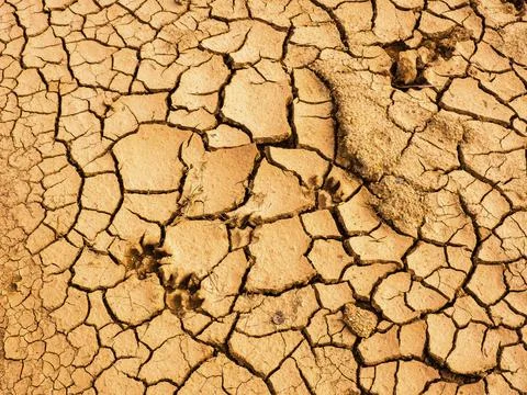 Texture of ground cracked surface close-up background. Brown color. Stock Photos