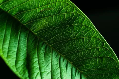 Texture of a guava fruit leaf Stock Photos