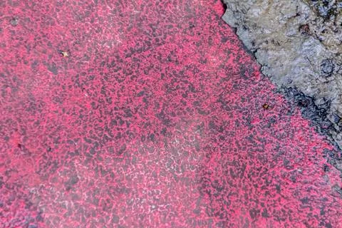 The texture of half wet of the rough red cement floor for industrial or natur Stock Photos