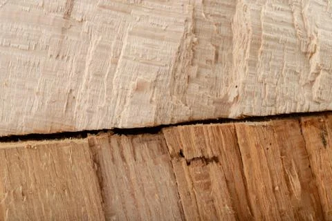 The texture of hardwood. Cross-section of a beech tree trunk. Stock Photos