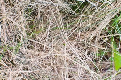 Texture of hay bale background or dry grass background, textured hay bale bac Stock Photos