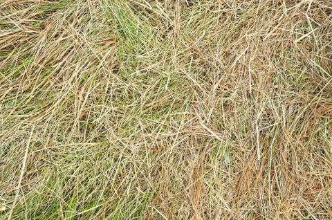 Texture of hay Foto stock