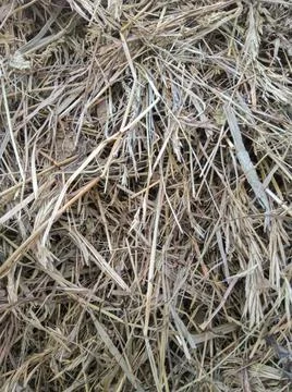 The texture of hay. A stack of dry grass. Straw close-up. Stock Photos