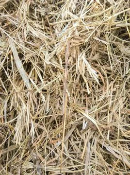 The texture of hay. A stack of dry grass. Straw close-up. Stock Photos