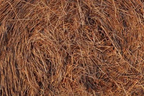 The texture of a haystack in the rays of the setting sun. Stock Photos