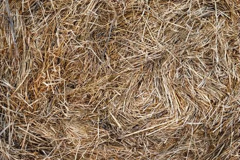 Texture haystacks in the vicinity Stock Photos
