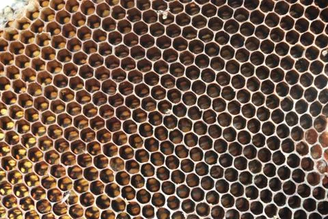 Texture Honeycomb empty on tree brown background on tree Stock Photos