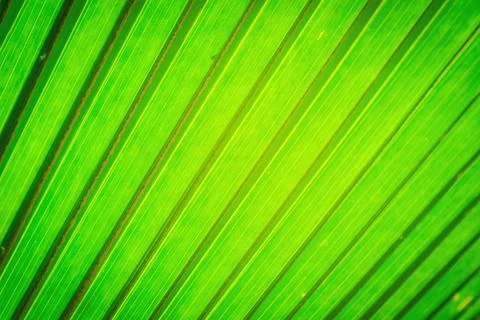 Texture image of green leaf background. 写真素材