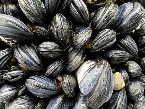 Texture image with many dry and wet black mussels and oyster shells Stock Photos