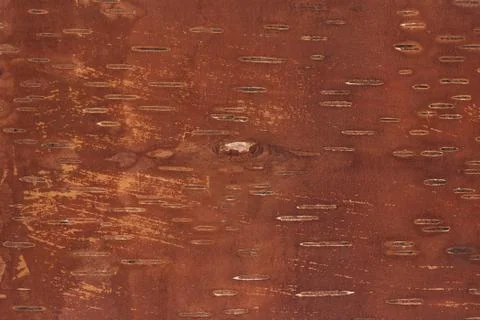 Texture from the inner side of birch bark Stock Illustration