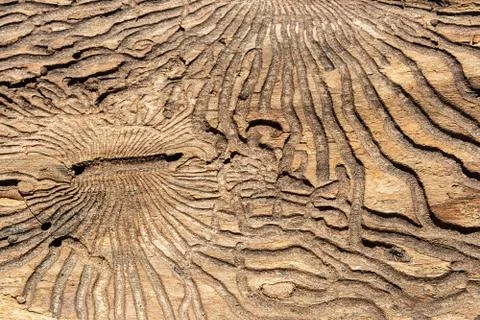 The texture of the inner surface of pine bark damaged by insect pests. Stock Photos
