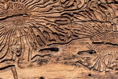 The texture of the inner surface of pine bark damaged by insect pests. Stock Photos