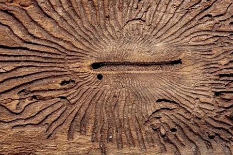 The texture of the inner surface of pine bark damaged by insect pests. Stock Photos