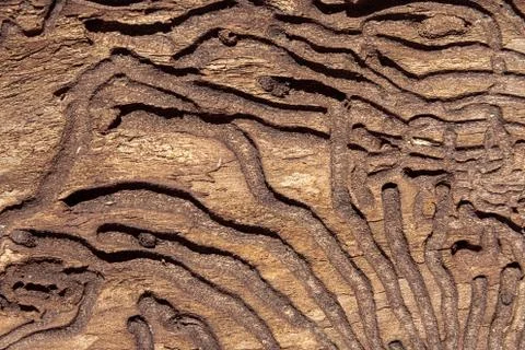 The texture of the inner surface of pine bark damaged by insect pests. Stock Photos