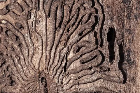 The texture of the inner surface of pine bark damaged by insect pests. Stock Photos