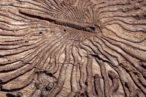 The texture of the inner surface of pine bark damaged by insect pests. Stock Photos