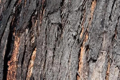 Texture Ironbark tree Stock Photos