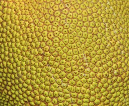 Texture of jackfruit Stock Photos