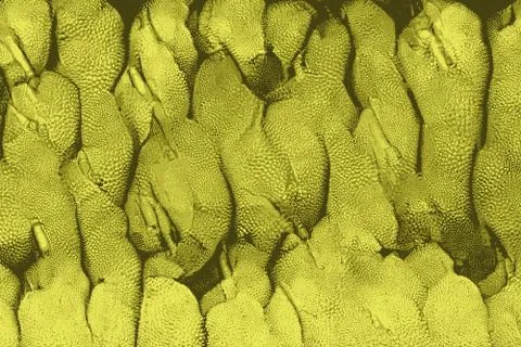 Texture of jackfruits as found in asia Stock Photos