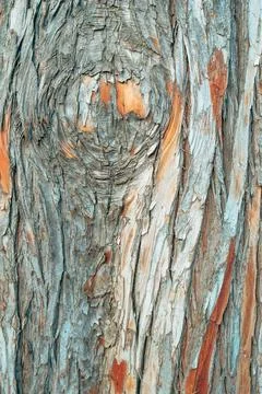 Texture of juniper or cypress tree bark with peeling layers, deep cracks an.. Stock Photos