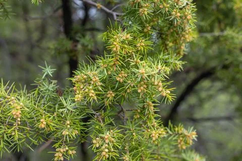 The texture of a juniper tree branch on a green needle background. Stock Photos