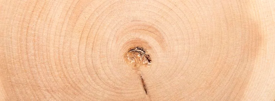 The texture of juniper wood in the section.Juniper tree background. Stock Photos