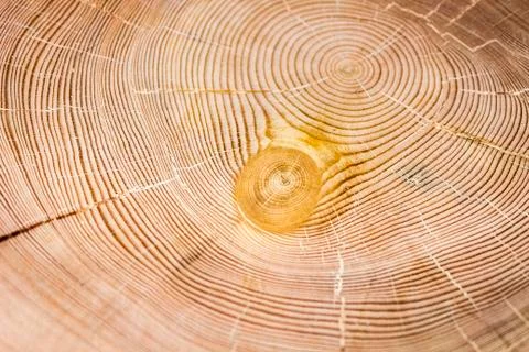 The texture of the larch Foto stock