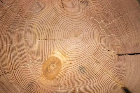 The texture of the larch Stock Photos