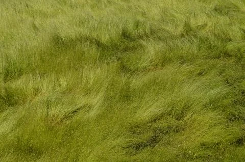 Texture of large grass in the field 스톡 사진