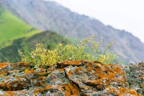 The texture of the large gray stone covered with orange lichen. Stock Photos