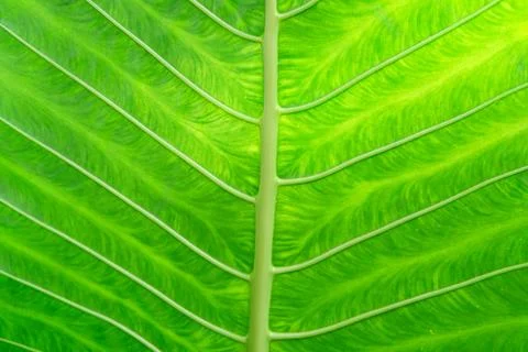 The texture of a large green leaf Stock Photos
