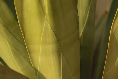 The texture of a large leaf of a cactus. Natural background of yellow-green Stock Photos