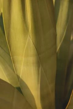 The texture of a large leaf of a cactus. Natural background of yellow-green Stock Photos