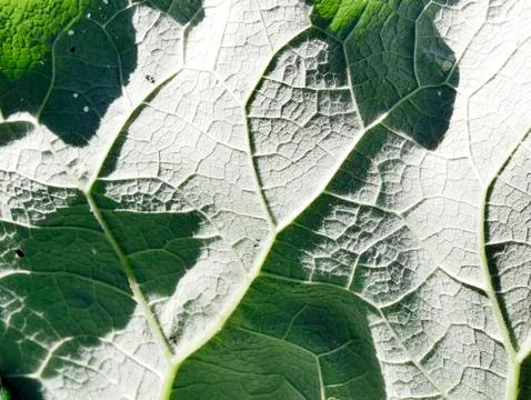 Texture of a large leaf with shadows and streaks Stock Photos