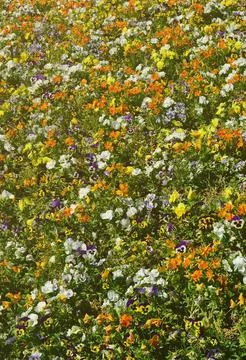 The texture of a large number of different colorful flowers planted in a flower Stock Photos