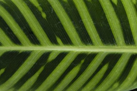 Texture large sheet with bright stripes close-up. Stock Photos