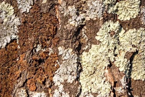 Texture of large tree bark close up Stock Photos