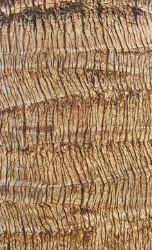 Texture of large tree in the garden background Stock Photos